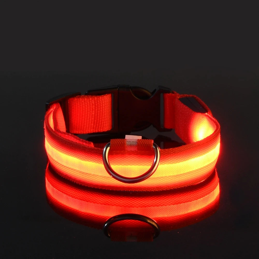 Laisse Lumineuse pour Chien