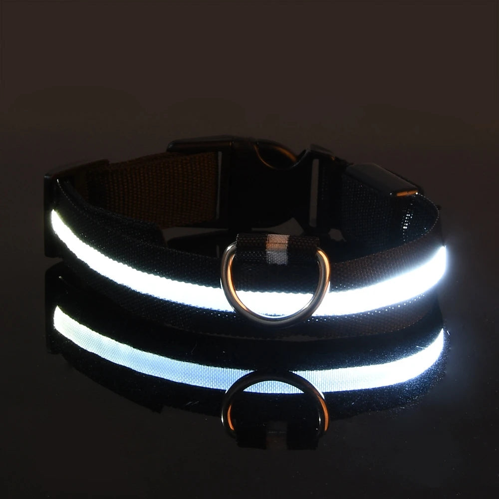 Laisse Lumineuse pour Chien