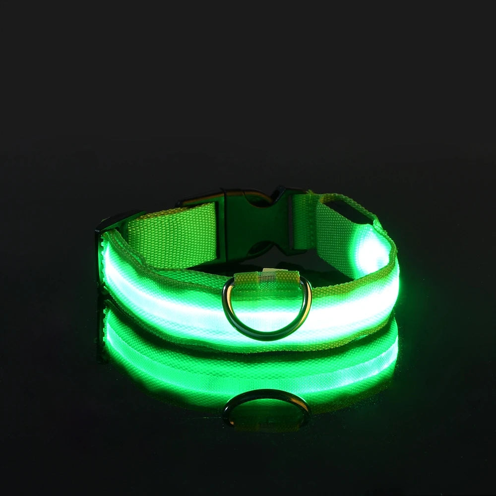 Laisse Lumineuse pour Chien