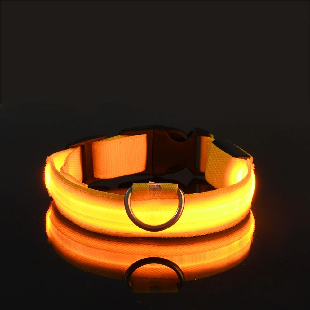 Laisse Lumineuse pour Chien