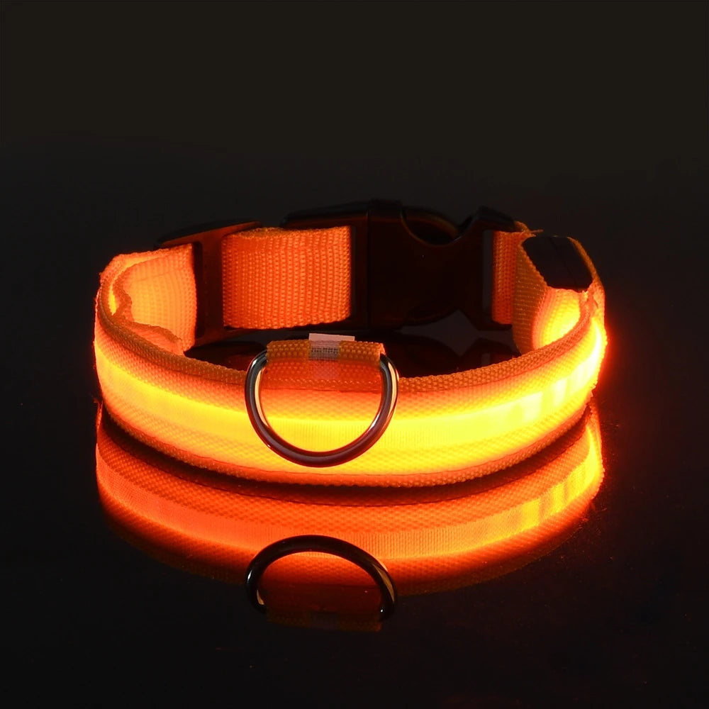 Laisse Lumineuse pour Chien
