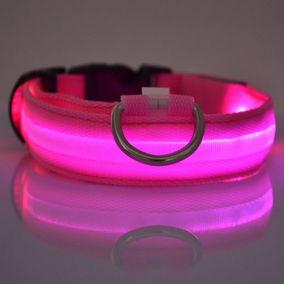 Laisse Lumineuse pour Chien