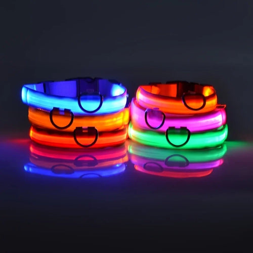 Laisse Lumineuse pour Chien